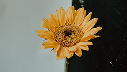 Image by Kelly Sikkema