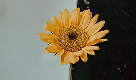 Image by Kelly Sikkema