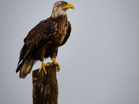 マタイによる福音書27章14節