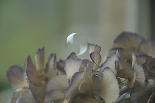Image by Dorota Dylka