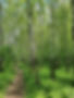 Birch Trees