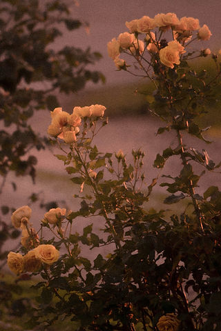 Image by Christina Deravedisian