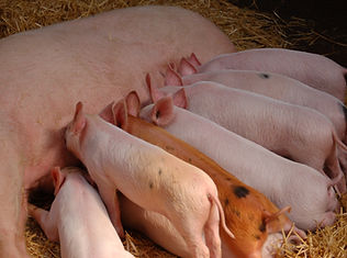 Image by Alan Roberts