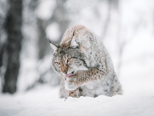 The Lynx Could Be Reintroduced Into The Scottish Highlands!