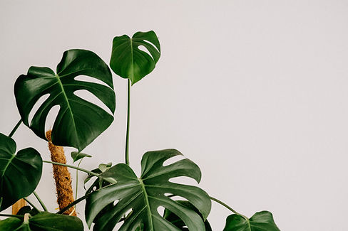 Image by Annie Spratt