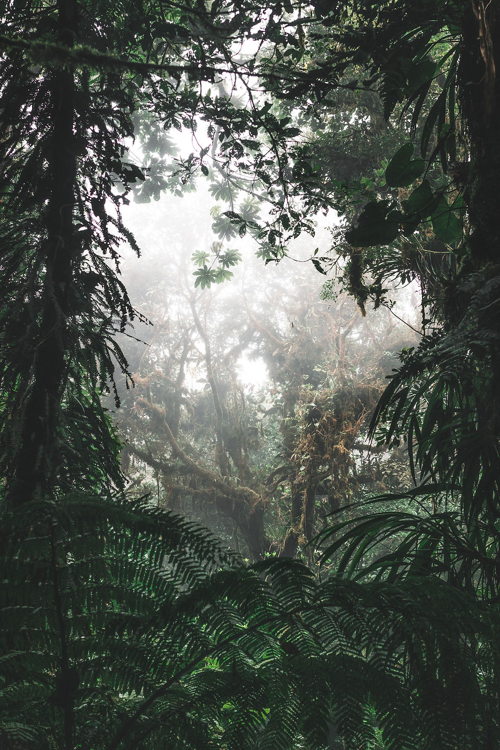 Thumbnail: Herbal Rainforest™ – Nature’s Liquid Treasure