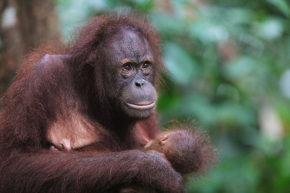 Sepilok Orangutan Rehabilitation Centre