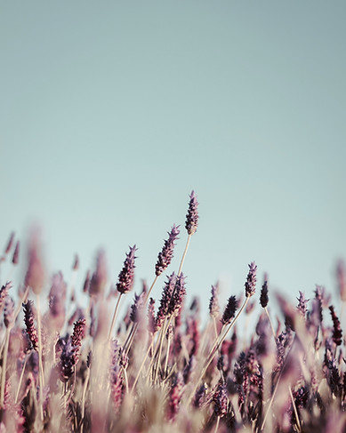 Flowers in field