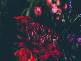 Why You Should Always Chase Your Dreams by Bibiana Krall