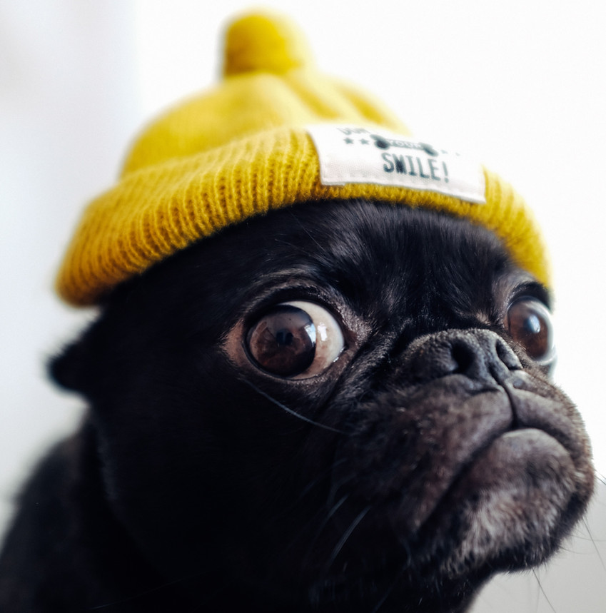 Alles super cool im Flashmöpp Hundehotel!