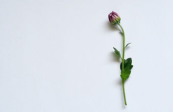 Picture of single stem flower