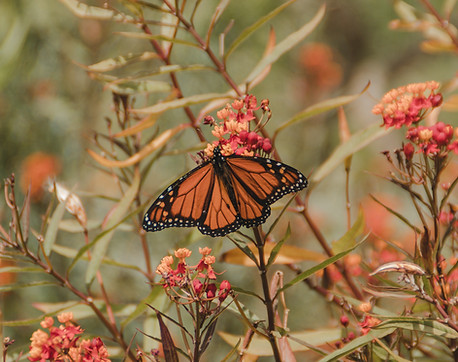 Image by britt gaiser