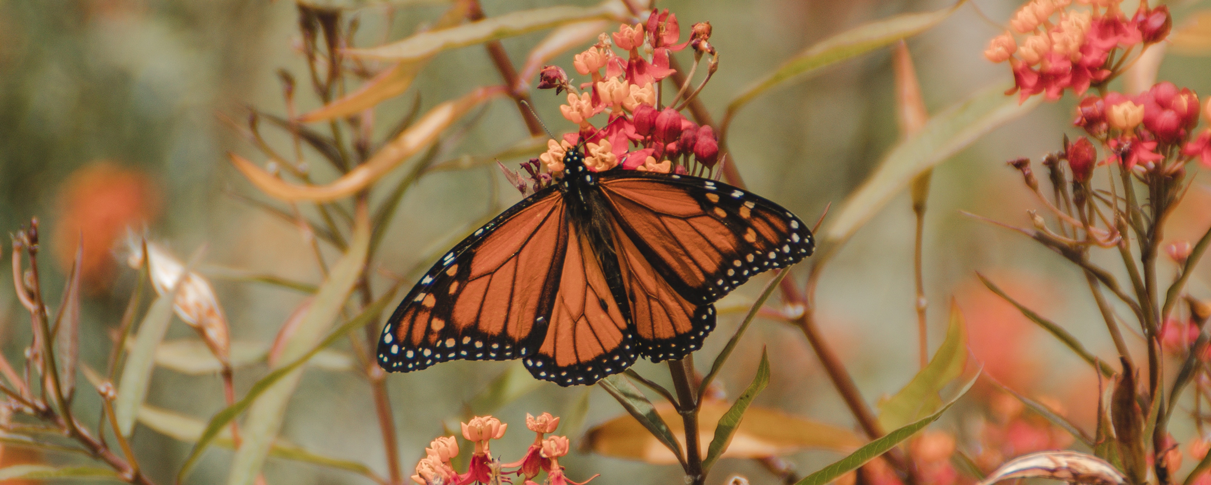 Monarch butterfly emerging into a new state of awareness