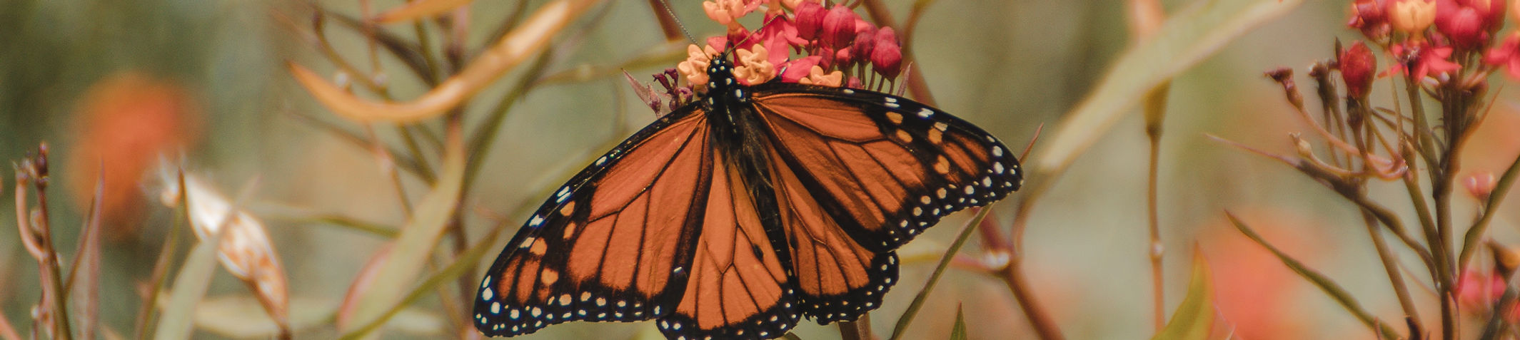 Image by britt gaiser