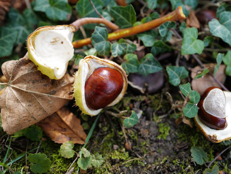 Prepare Your Garden For Upcoming September