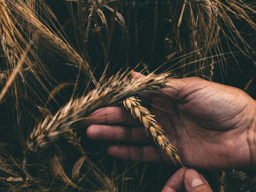 September Wisdom Note #4: Harvesting the Wisdom Within