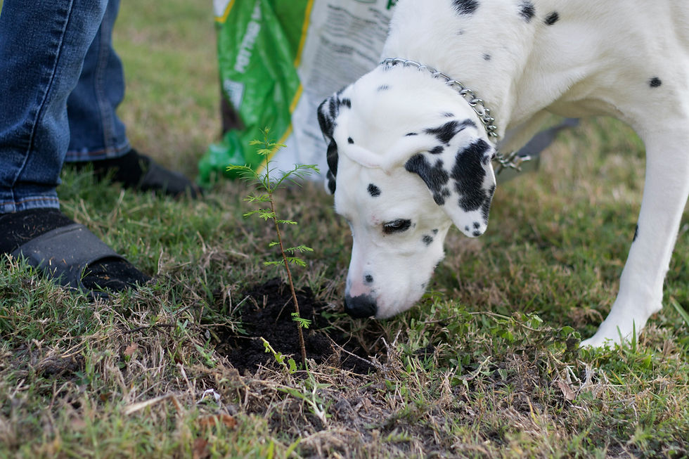 Dalmatian sniffs a newly planted sapling in grass beside a person’s legs and a green bag, in a calm outdoor scene.