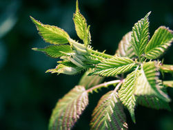 Fascinante mundo das plantas!