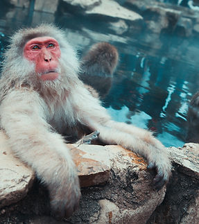 Image by Jonathan Forage