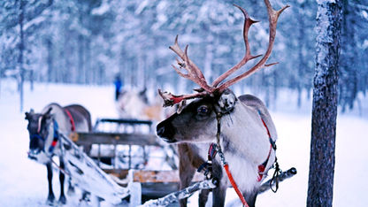 reindeer and sleigh