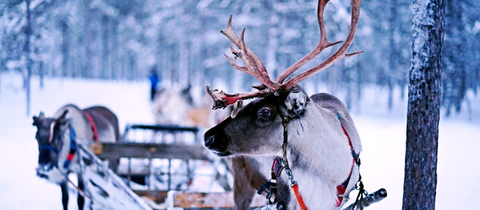 A Reindeer waiting patiently in the snow