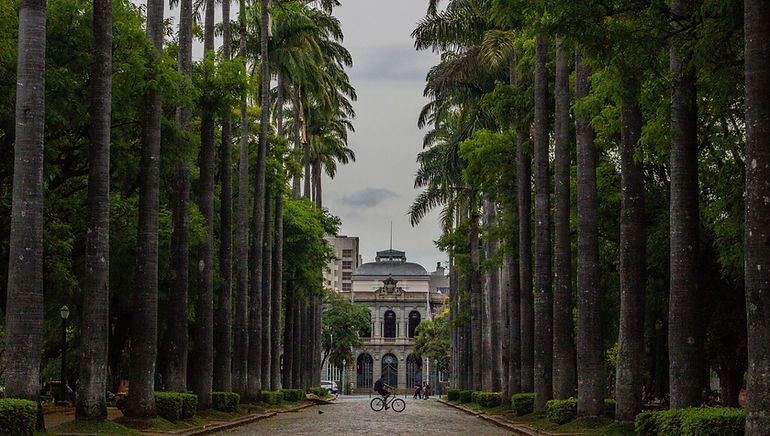 Tall palm trees lining Praca da Liberdade in Belo Horizonte