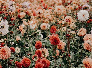 Image by Jacalyn Beales