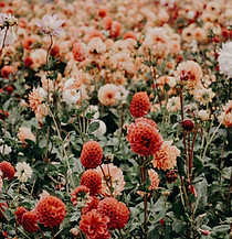 Image by Jacalyn Beales