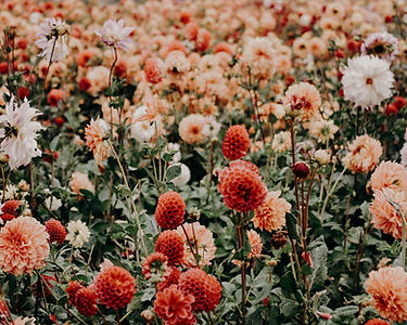 Image by Jacalyn Beales