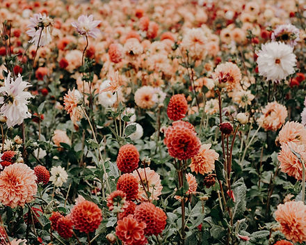 Image by Jacalyn Beales