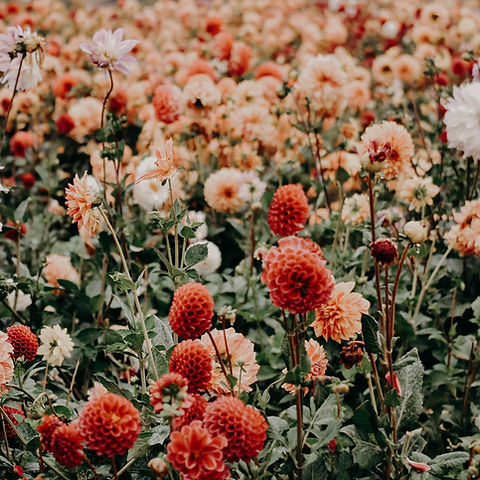 Image by Jacalyn Beales