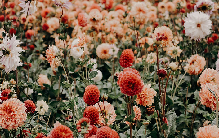 Image by Jacalyn Beales