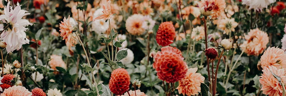 Image by Jacalyn Beales