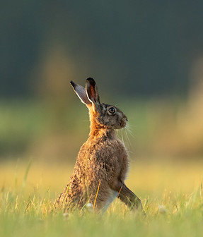 Hase auf dem Feld