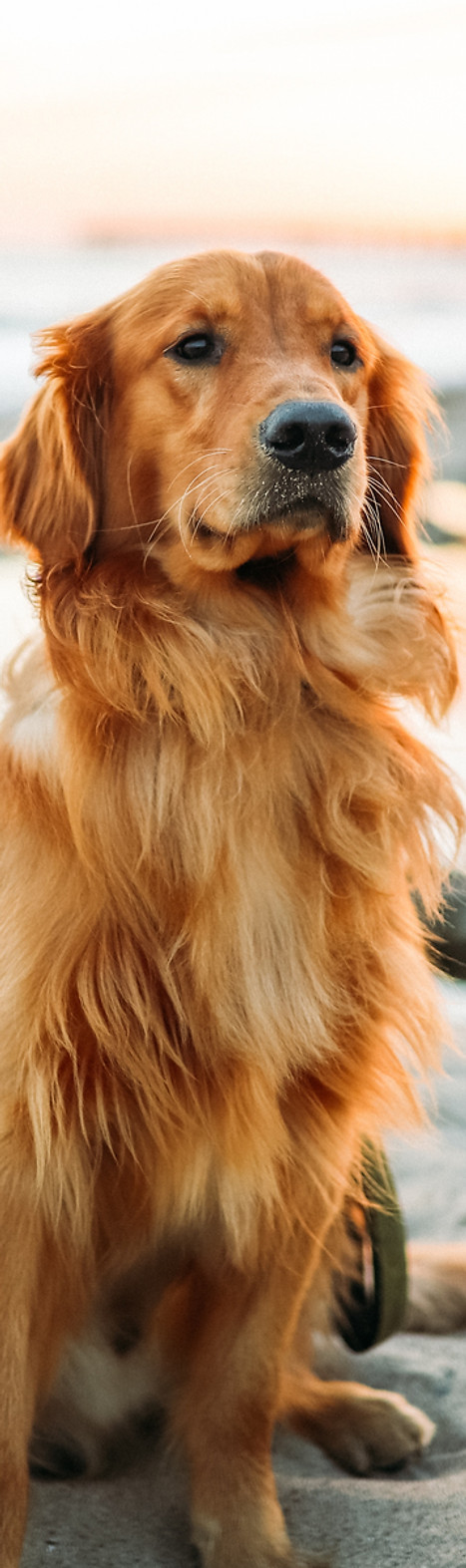 Image by Justin Aikin