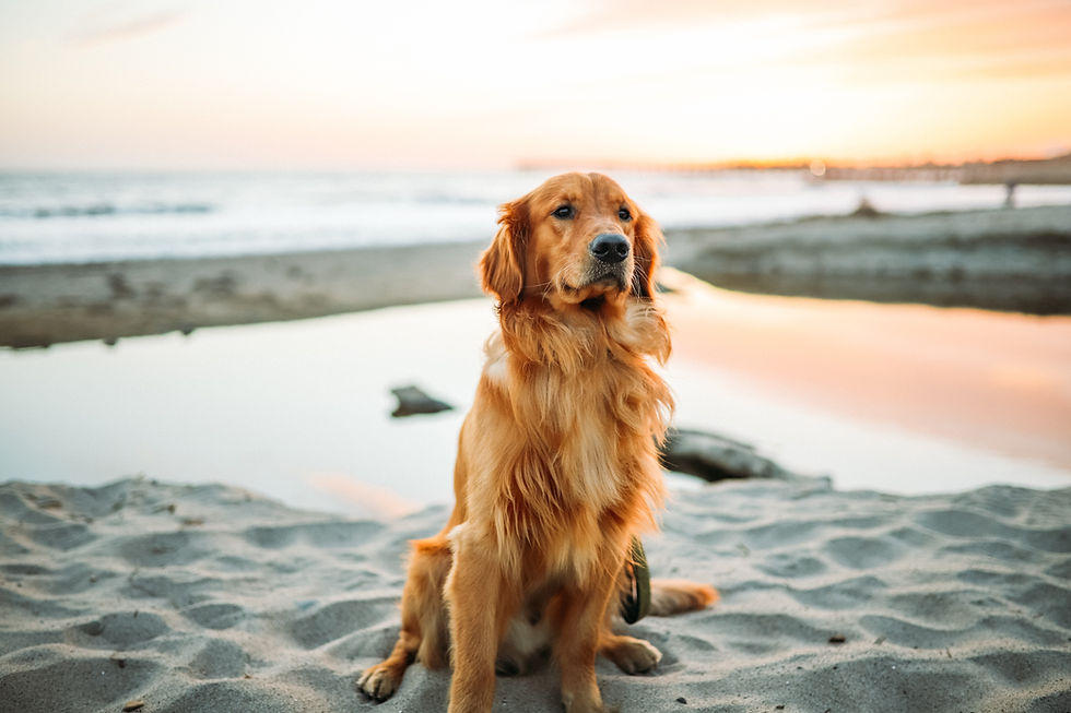 Mindful Living Online Course