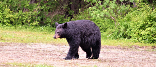 Conservation officers monitor black bear near Rocky Harbour