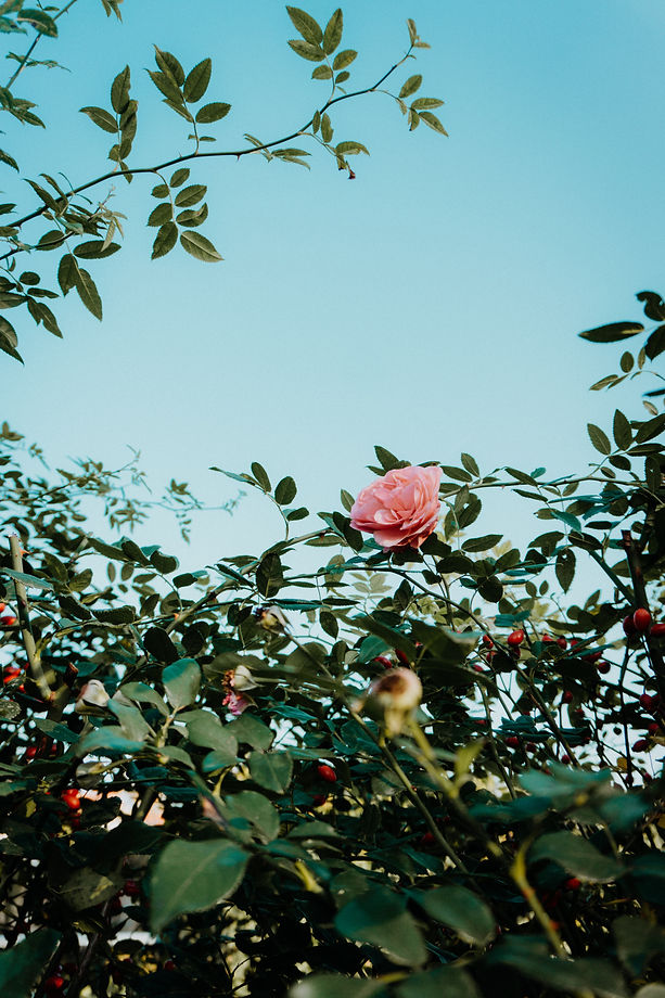 Image by Marina Reich
