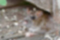 Image by Svetozar Cenisev