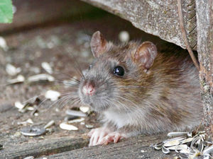 Mice in the Walls? Here’s Why It Happens Every Fall in NY Homes