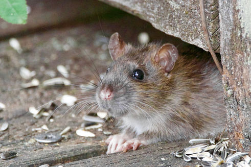 La piste des ultrasons pour la contraception masculine, une étude menée sur des rats.