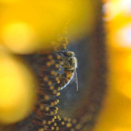 Le trésor des abeilles 
