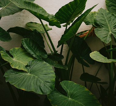 Image by Darwin Vegher