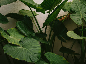 Fiche entretien de l'Alocasia Macrorrhiza