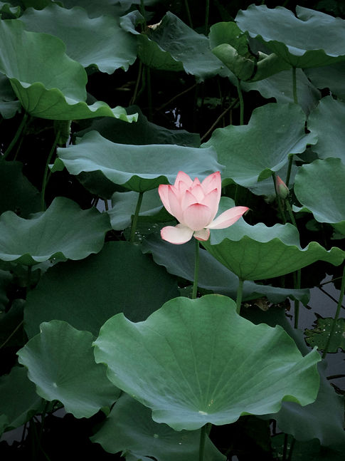 Image by Qijing Feng