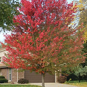 red maple in fall color