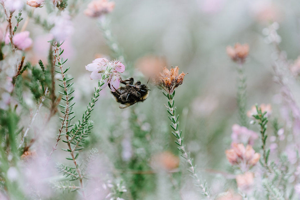 Image by Annie Spratt