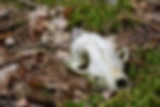 Animal Remains With Emile!