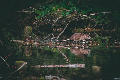 Image by Matt Seymour