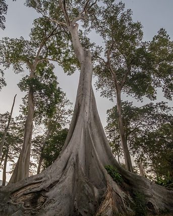 Image by Surya Prakosa